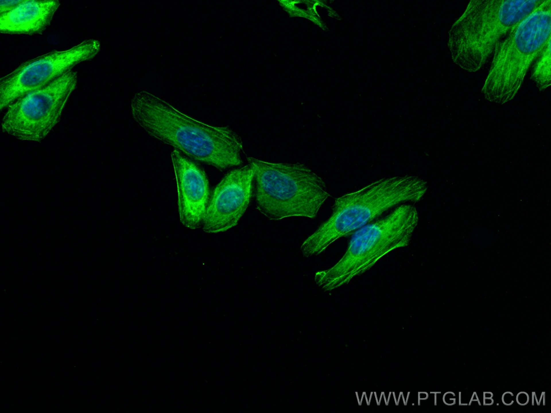 Immunofluorescence (IF) / fluorescent staining of HepG2 cells using MYH9 Polyclonal antibody (11128-1-AP)