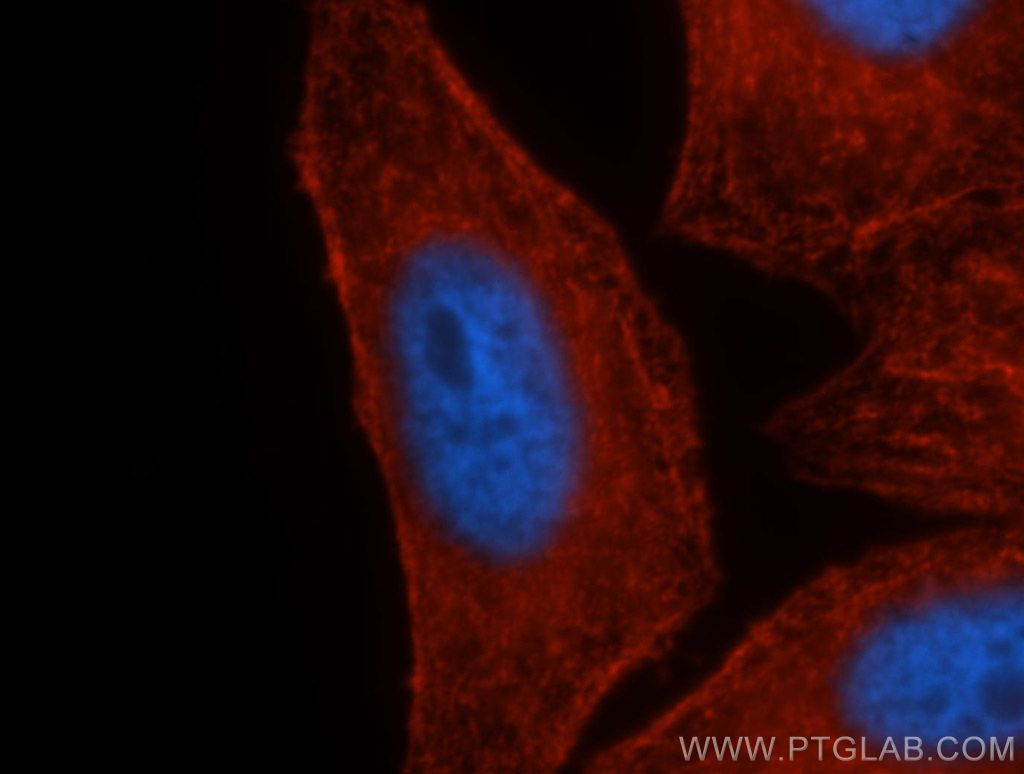 IF Staining of HepG2 using 11128-1-AP