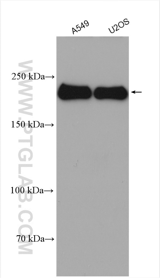Western Blot (WB) analysis of various lysates using MYH9 Polyclonal antibody (11128-1-AP)