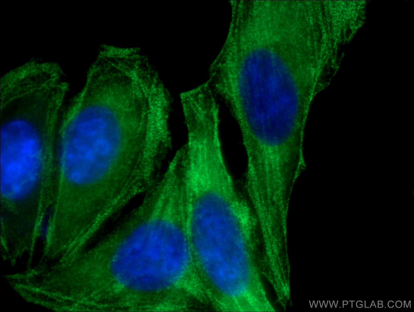 IF Staining of HepG2 using 60233-1-Ig