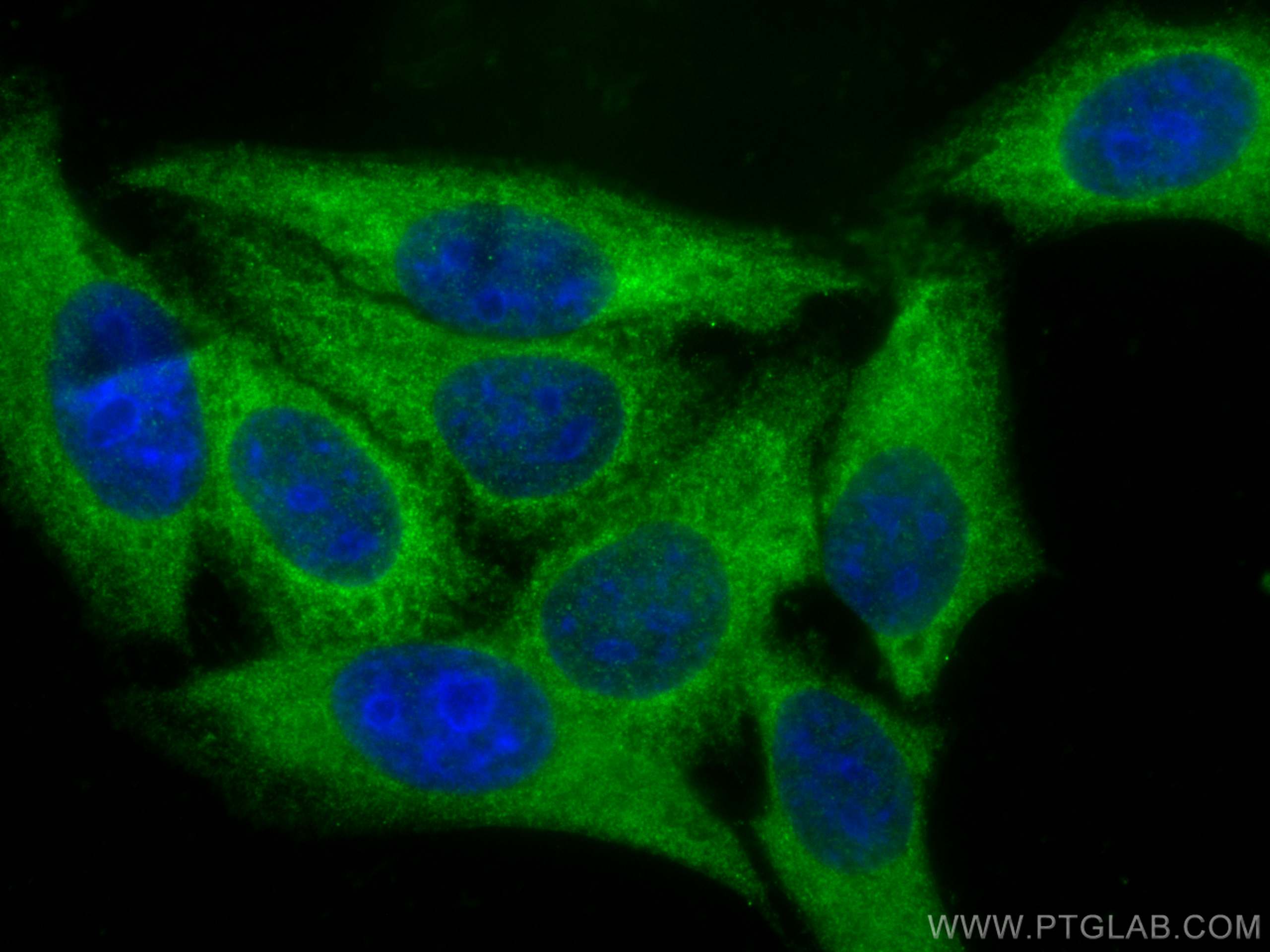 Immunofluorescence (IF) / fluorescent staining of HepG2 cells using MYH9 Recombinant antibody (81204-1-RR)