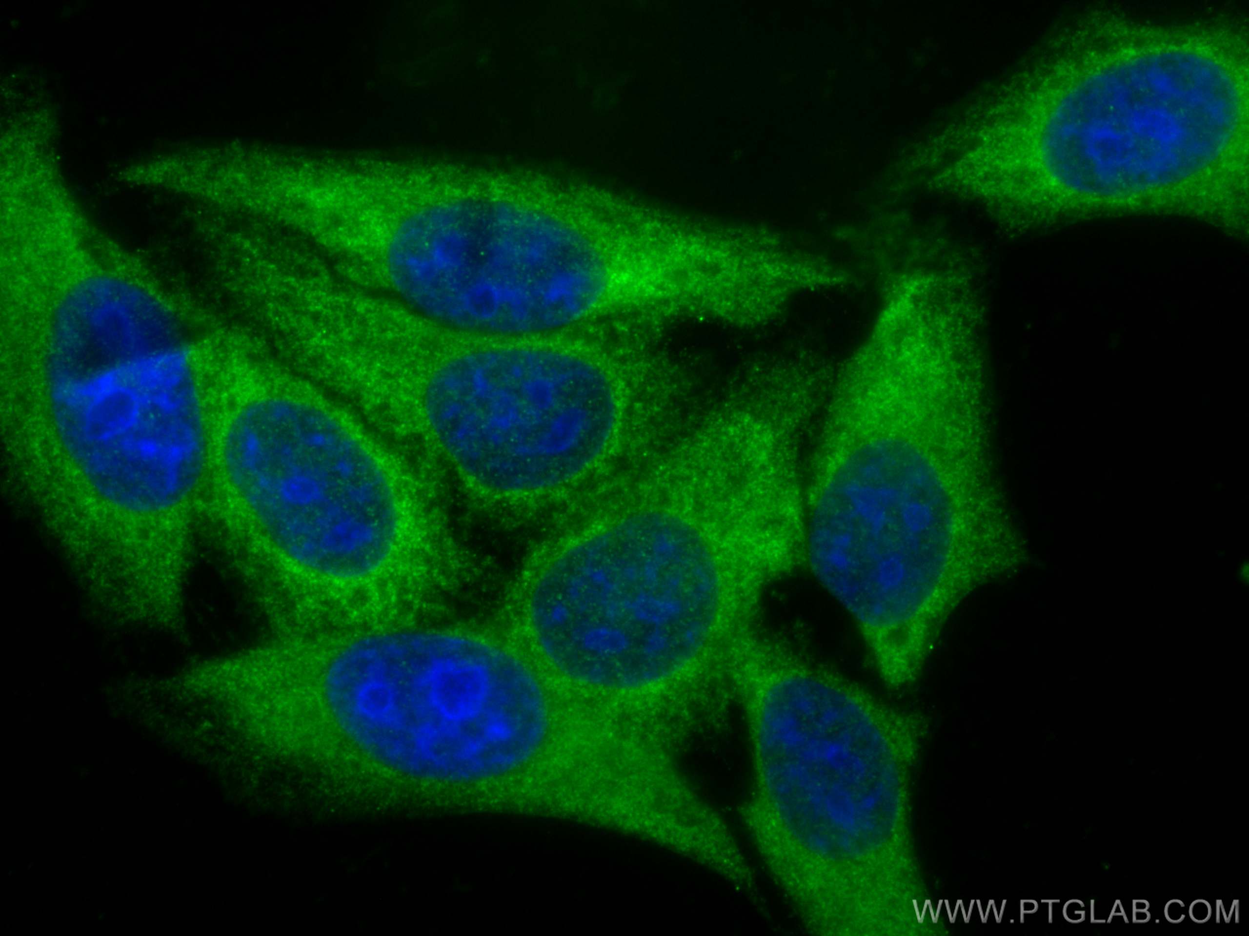 IF Staining of HepG2 using 81204-1-RR