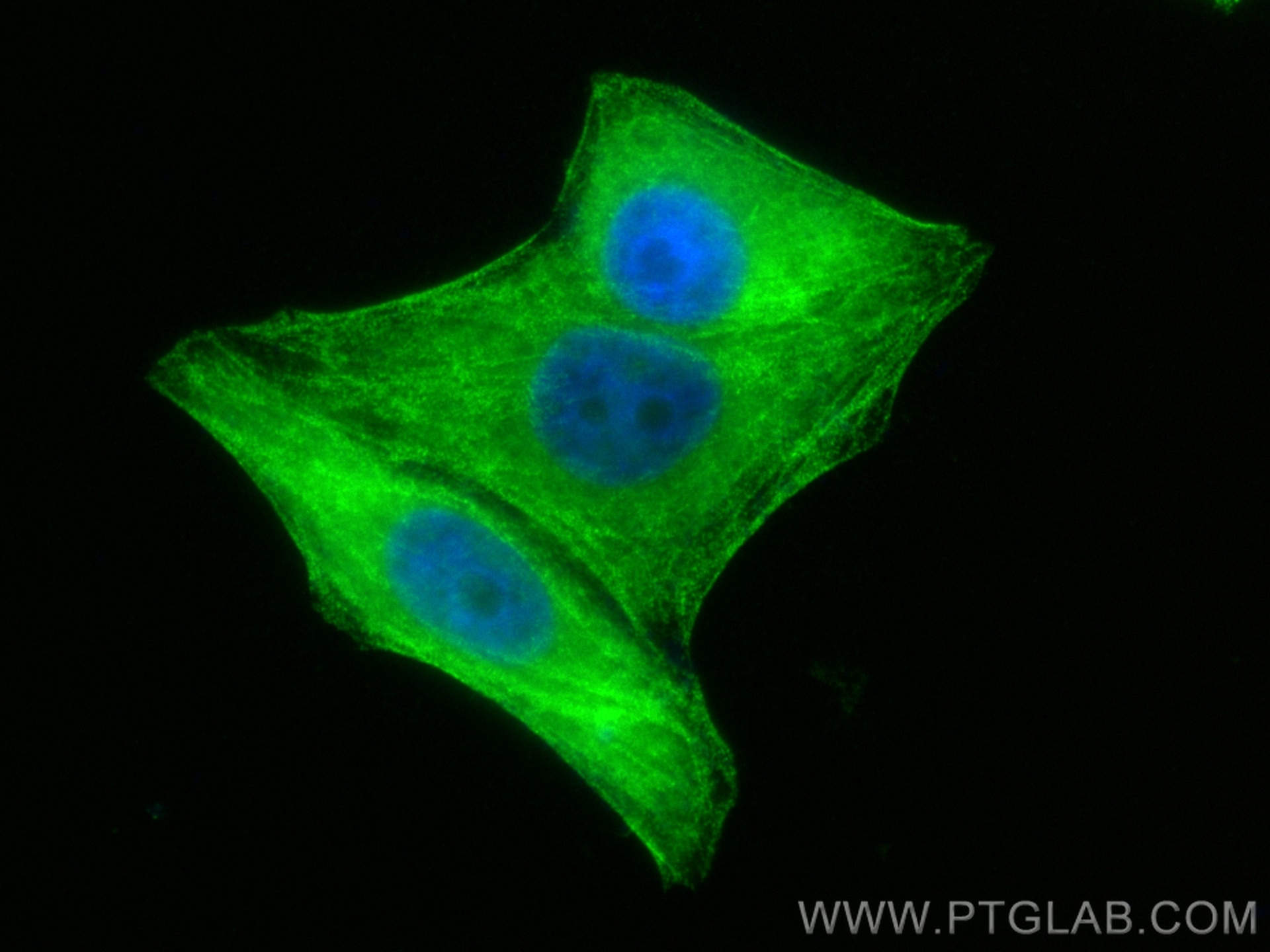 Immunofluorescence (IF) / fluorescent staining of HepG2 cells using CoraLite® Plus 488-conjugated MYH9 Polyclonal anti (CL488-11128)