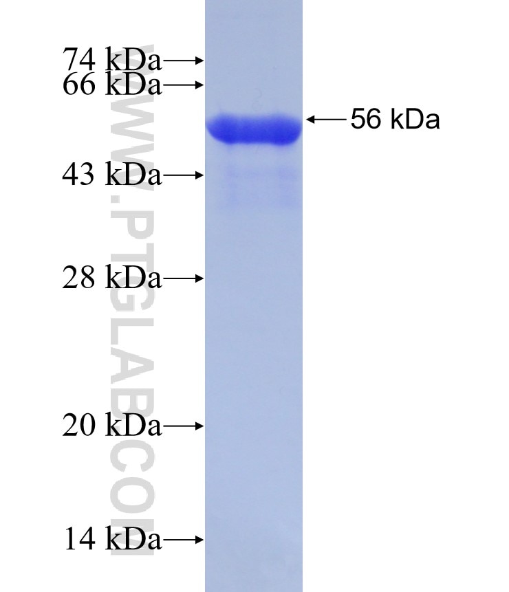 MYH9 fusion protein Ag1612 SDS-PAGE