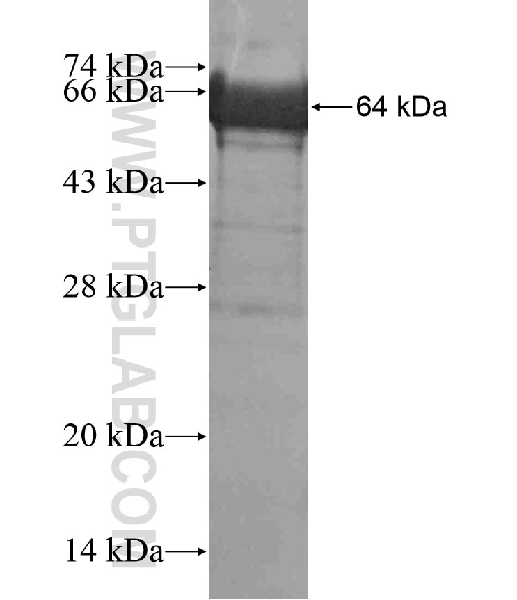 MYH9 fusion protein Ag17971 SDS-PAGE