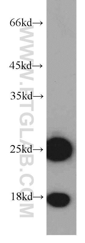 MYL1