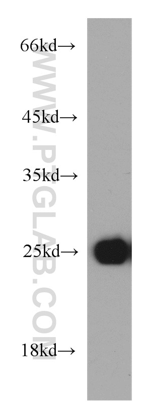 Western Blot (WB) analysis of human heart tissue using MYL1 Polyclonal antibody (15814-1-AP)