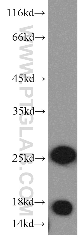 Western Blot (WB) analysis of mouse skin tissue using MYL1 Polyclonal antibody (15814-1-AP)