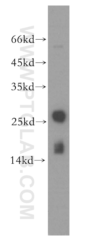 Western Blot (WB) analysis of mouse skeletal muscle tissue using MYL1 Polyclonal antibody (15814-1-AP)