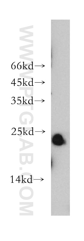 Western Blot (WB) analysis of mouse heart tissue using MYL1 Polyclonal antibody (15814-1-AP)