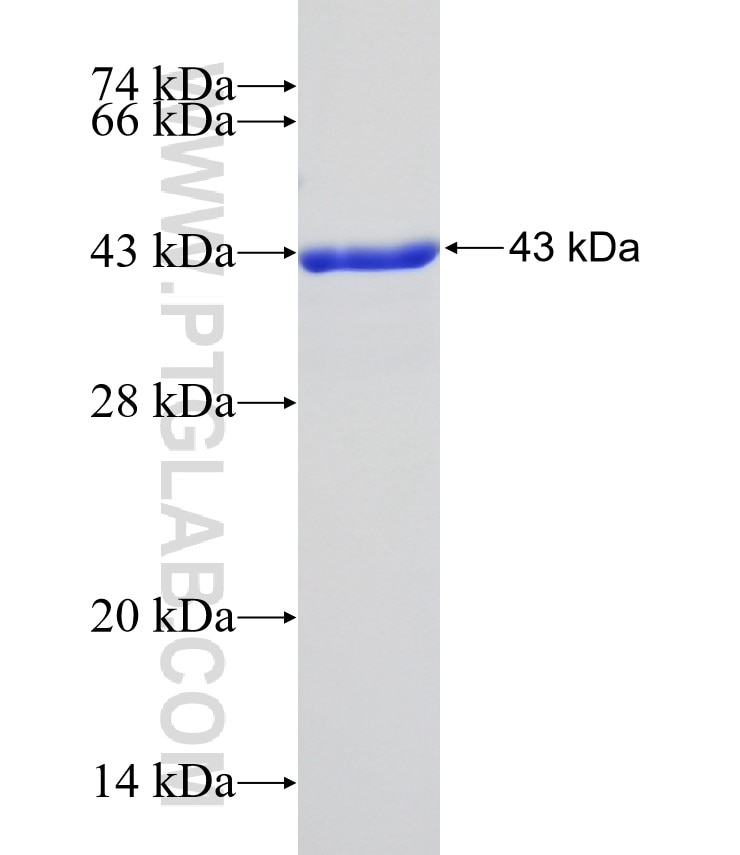 MYL1 fusion protein Ag8594 SDS-PAGE