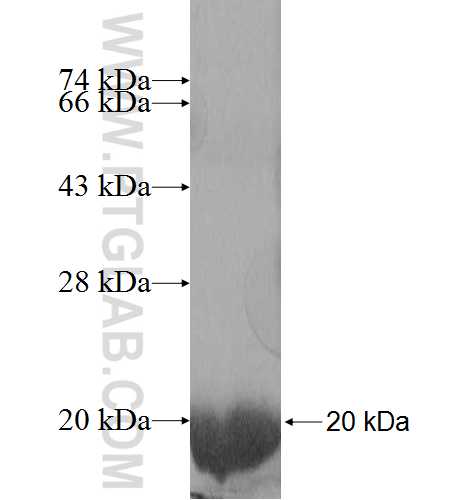 MYL1 fusion protein Ag8809 SDS-PAGE