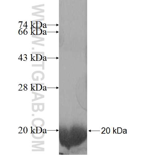 MYL1 fusion protein Ag8809 SDS-PAGE