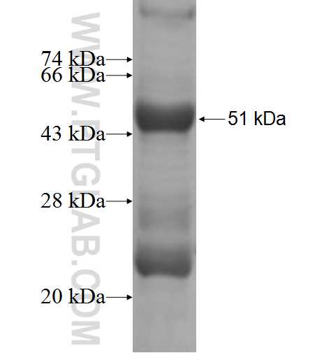MYL10 fusion protein Ag7594 SDS-PAGE