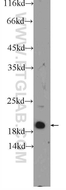 Western Blot (WB) analysis of NIH/3T3 cells using MYL12A Polyclonal antibody (16287-1-AP)
