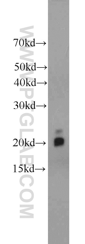 Western Blot (WB) analysis of NIH/3T3 cells using MYL12A Polyclonal antibody (16287-1-AP)