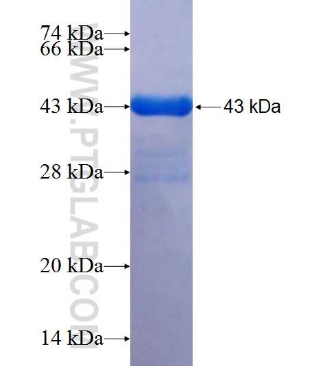 MYL12A fusion protein Ag9413 SDS-PAGE