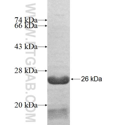 MYL12A fusion protein Ag9429 SDS-PAGE