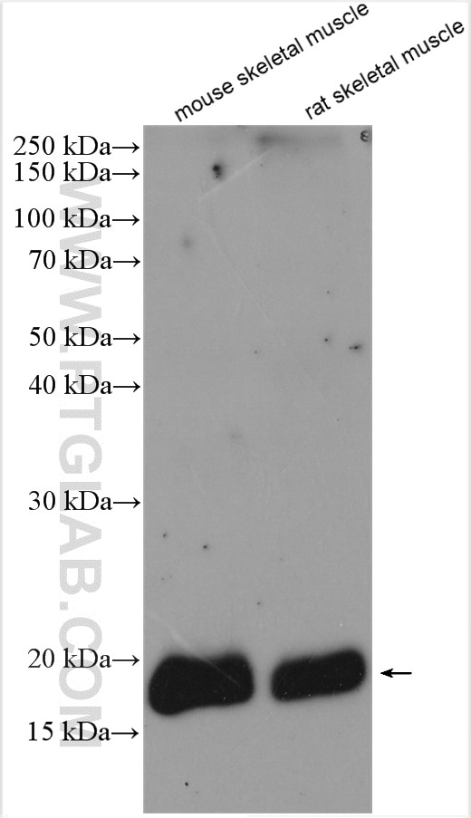 Western Blot (WB) analysis of various lysates using MYL12B Polyclonal antibody (10324-1-AP)