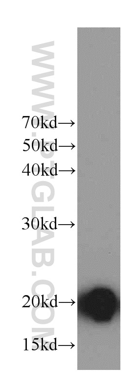 Western Blot (WB) analysis of mouse heart tissue using MYL12B Polyclonal antibody (10324-1-AP)