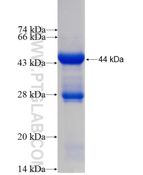 MYL12B fusion protein Ag0398 SDS-PAGE