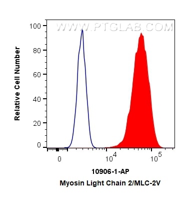 Flow cytometry (FC) experiment of C2C12 cells using Myosin Light Chain 2/MLC-2V Polyclonal antibody (10906-1-AP)