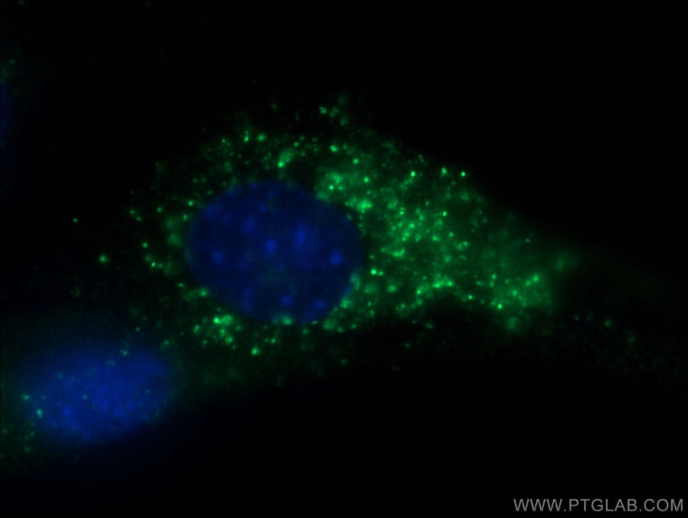 Immunofluorescence (IF) / fluorescent staining of C2C12 cells using Myosin Light Chain 2/MLC-2V Monoclonal antibody (60229-1-Ig)