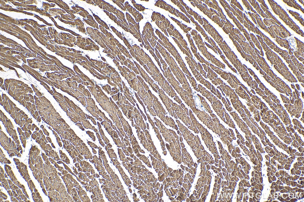 Immunohistochemistry (IHC) staining of mouse heart tissue using Myosin Light Chain 2/MLC-2V Monoclonal antibody (60229-1-Ig)