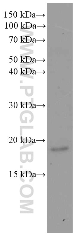 WB analysis of pig heart using 60229-1-Ig