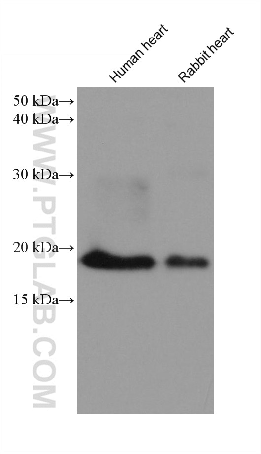 Western Blot (WB) analysis of various lysates using Myosin Light Chain 2/MLC-2V Monoclonal antibody (60229-1-Ig)