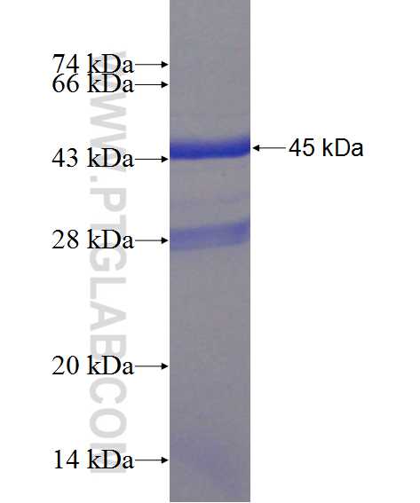 MYL2 fusion protein Ag1356 SDS-PAGE