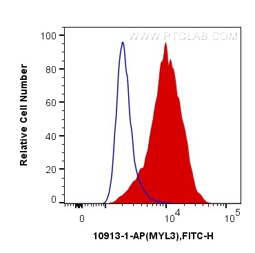 FC experiment of C2C12 using 10913-1-AP