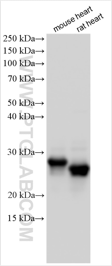 Western Blot (WB) analysis of various lysates using MYL3 Polyclonal antibody (10913-1-AP)