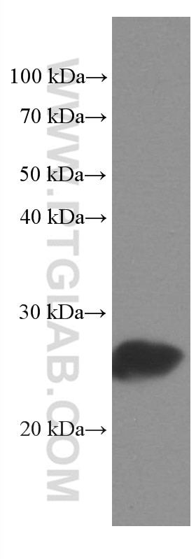 Western Blot (WB) analysis of mouse heart tissue using MYL3 Monoclonal antibody (66286-1-Ig)