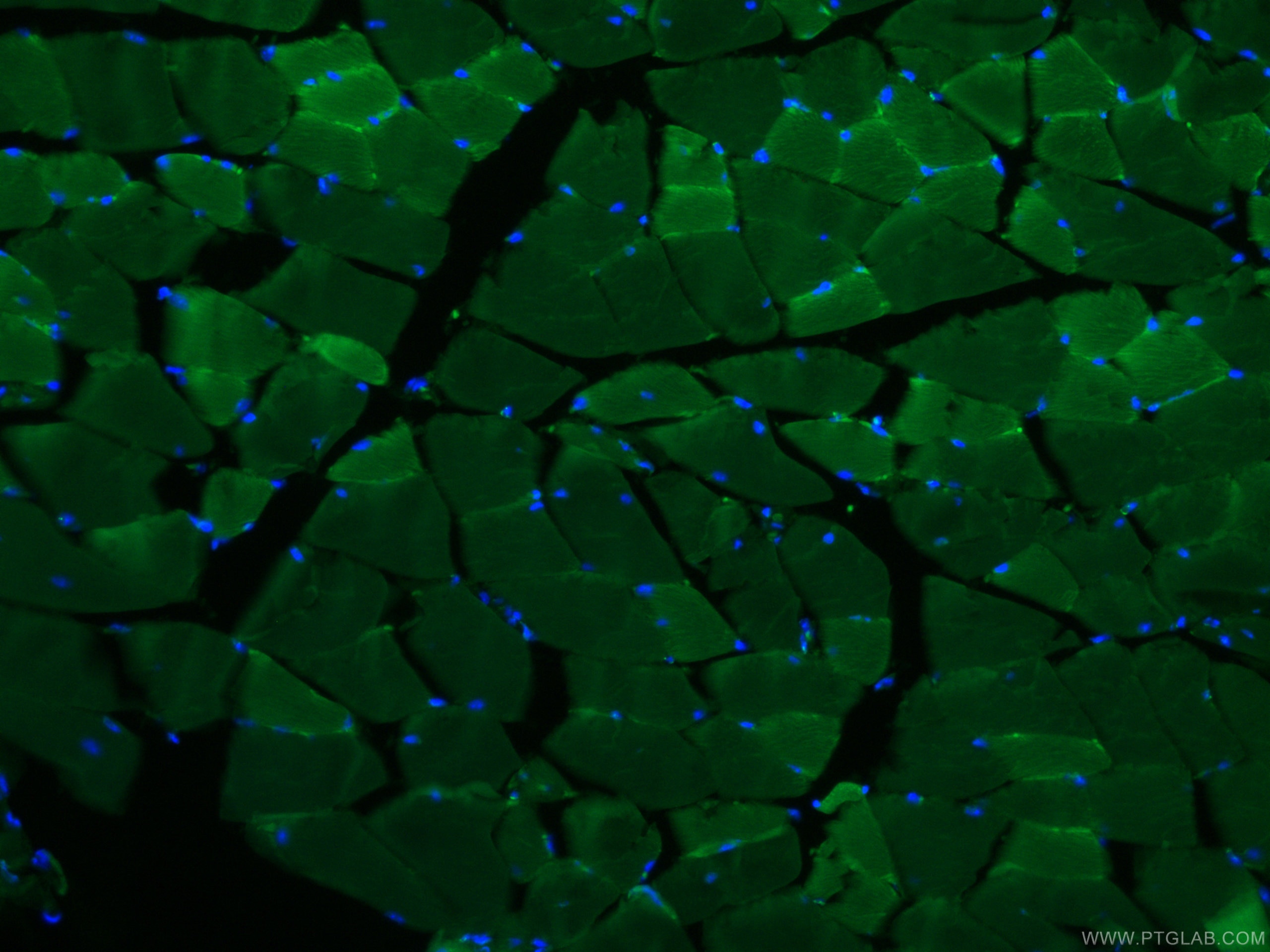 Immunofluorescence (IF) / fluorescent staining of mouse skeletal muscle tissue using CoraLite® Plus 488-conjugated MYL3 Monoclonal anti (CL488-66286)