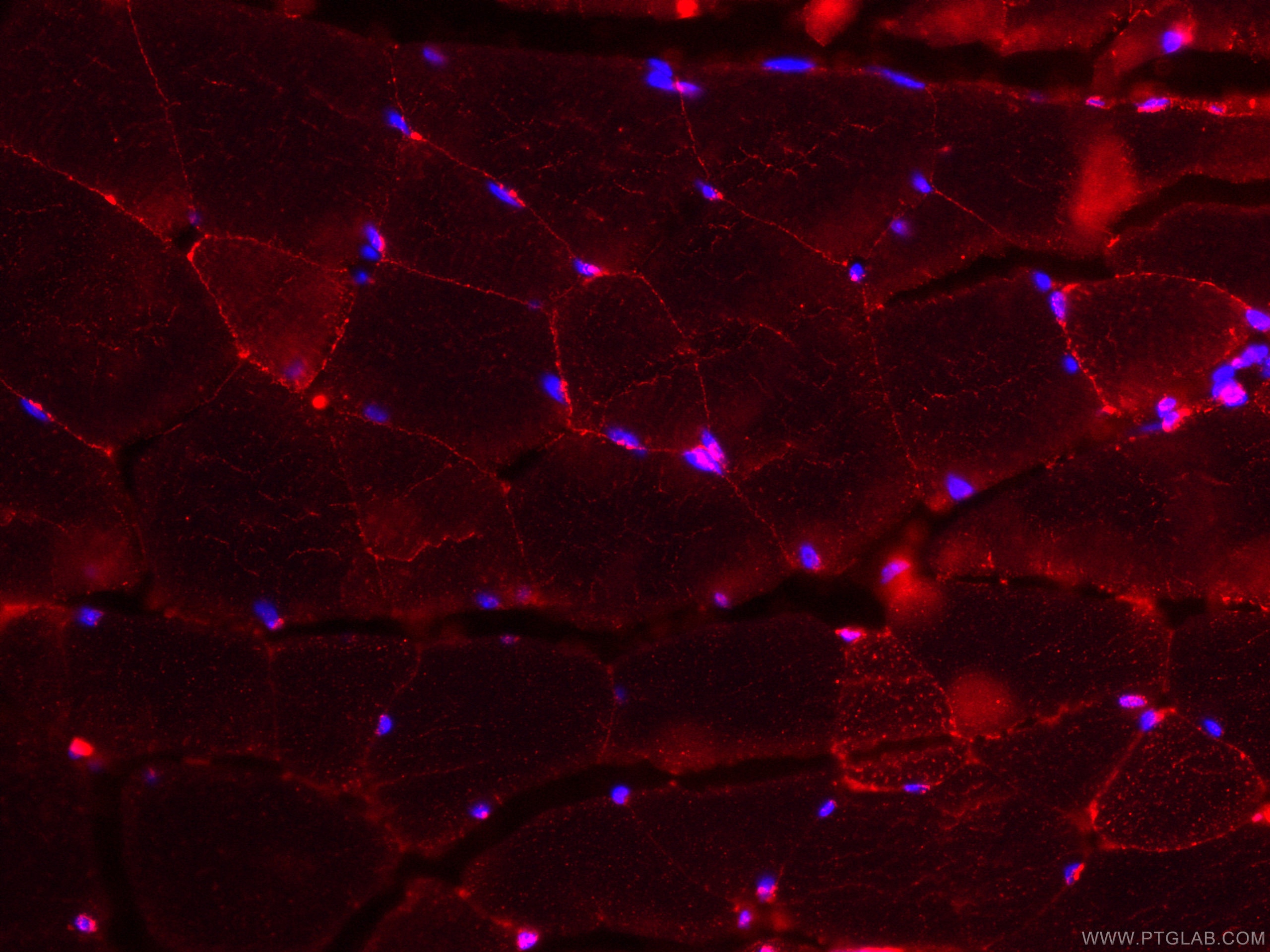 IF Staining of mouse skeletal muscle using CL594-66286