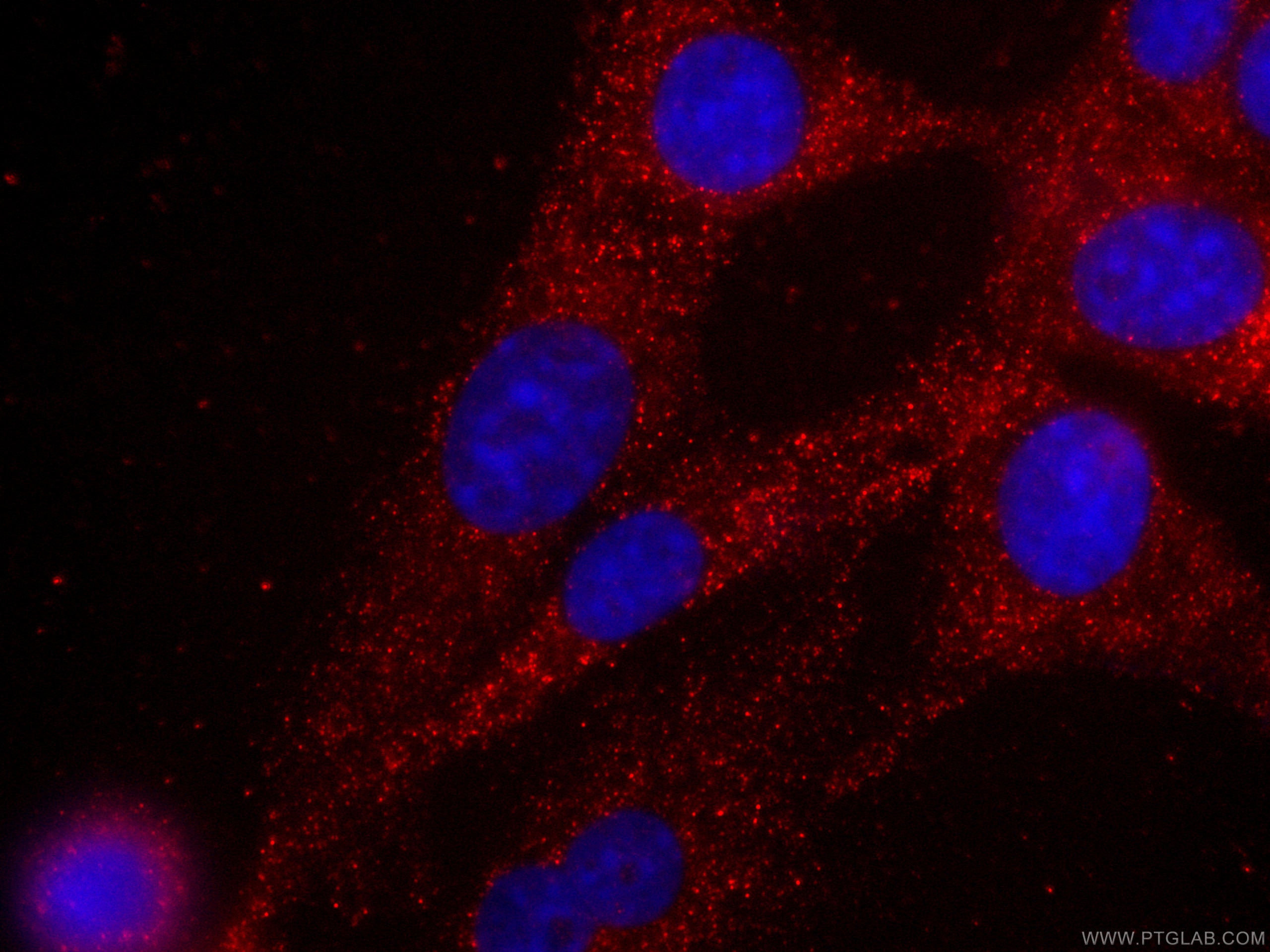 Immunofluorescence (IF) / fluorescent staining of C2C12 cells using CoraLite®594-conjugated MYL3 Monoclonal antibody (CL594-66286)