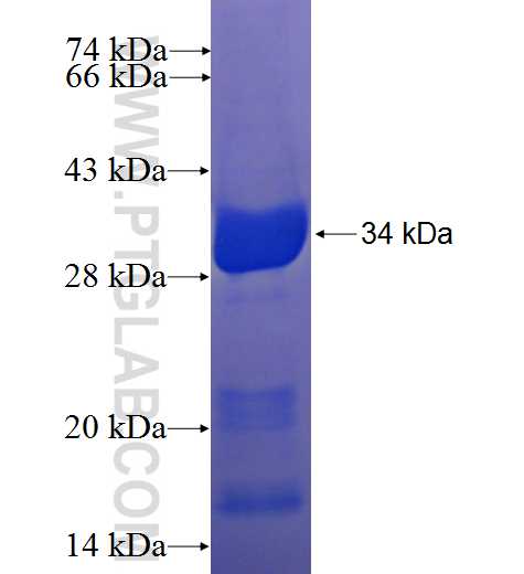 MYL3 fusion protein Ag24535 SDS-PAGE