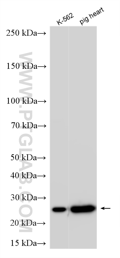Western Blot (WB) analysis of various lysates using MYL4 Polyclonal antibody (13229-1-AP)