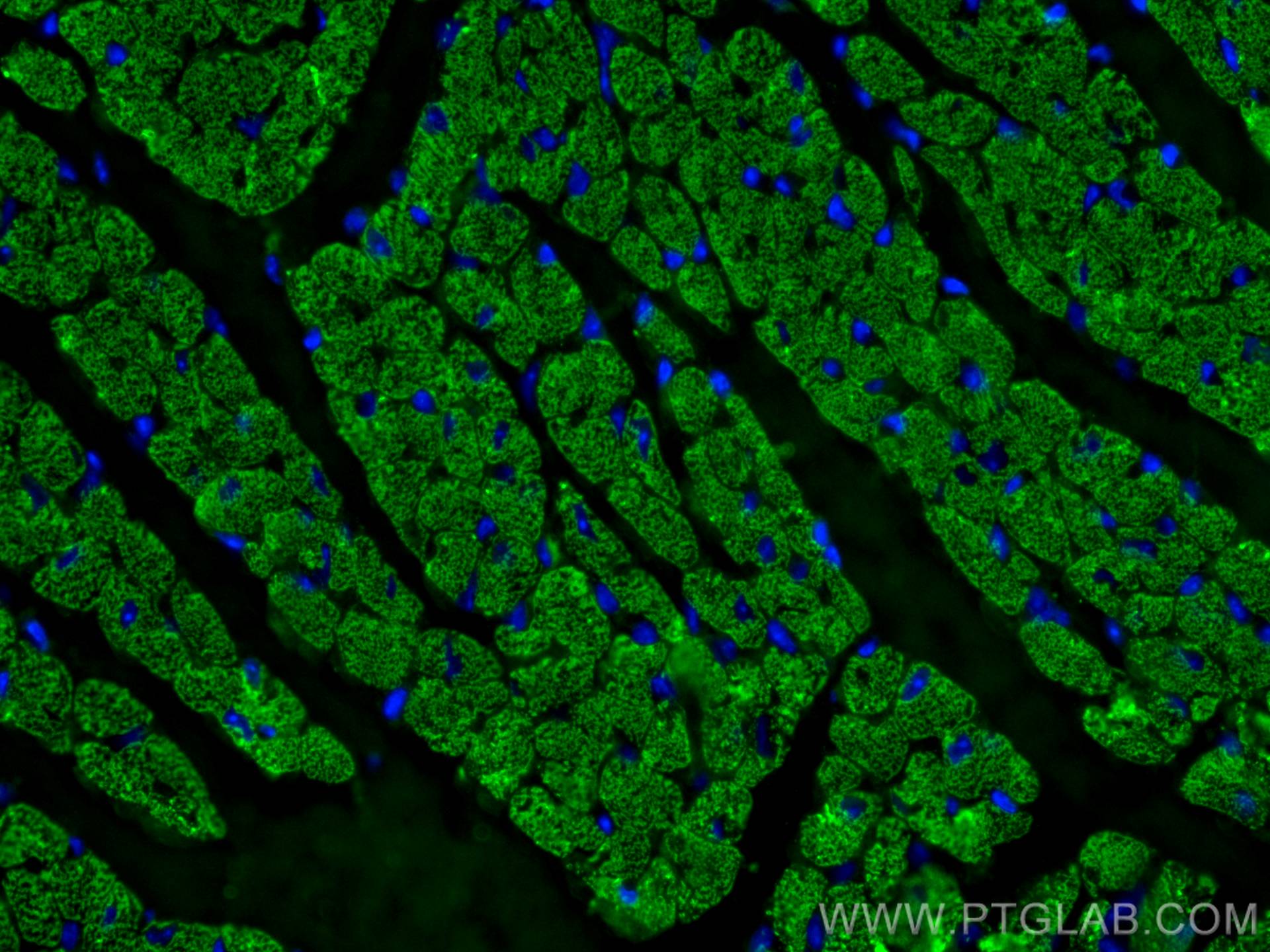 Immunofluorescence (IF) / fluorescent staining of mouse heart tissue using MYL4 Monoclonal antibody (67533-1-Ig)