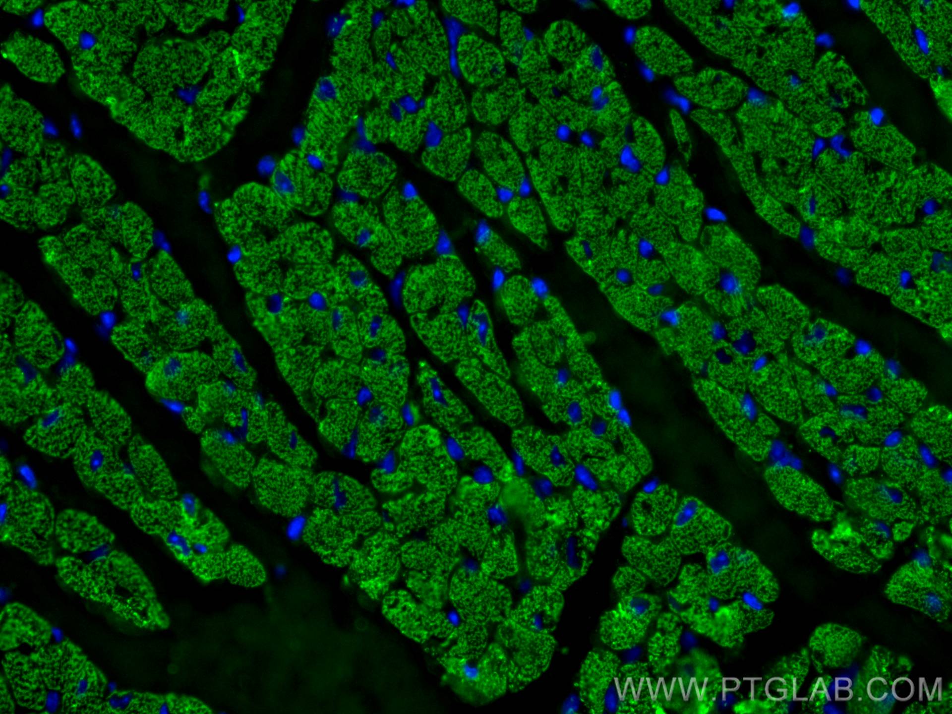 IF Staining of mouse heart using 67533-1-Ig