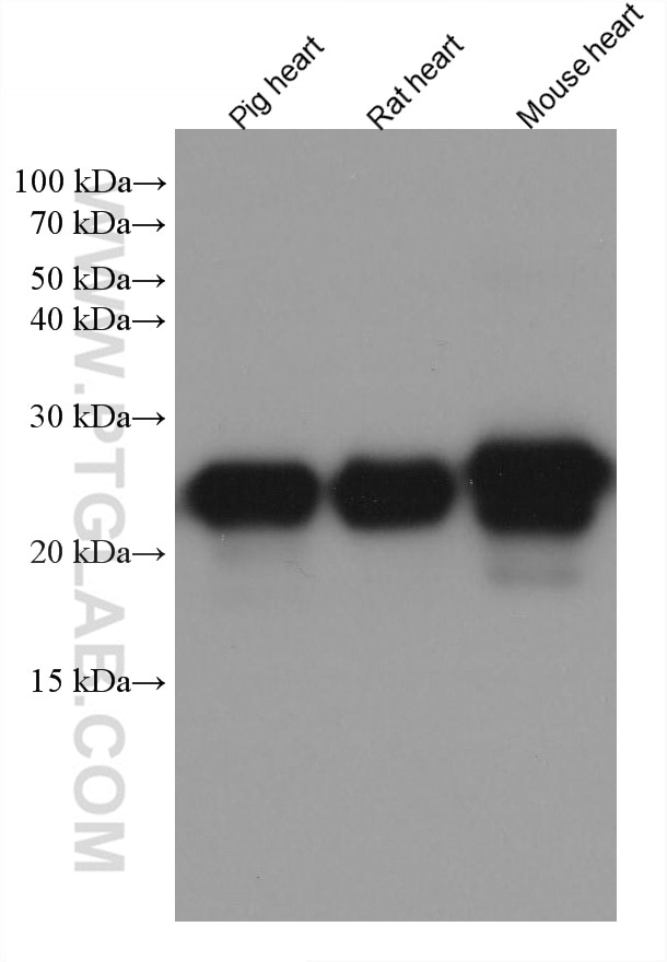 Western Blot (WB) analysis of various lysates using MYL4 Monoclonal antibody (67533-1-Ig)