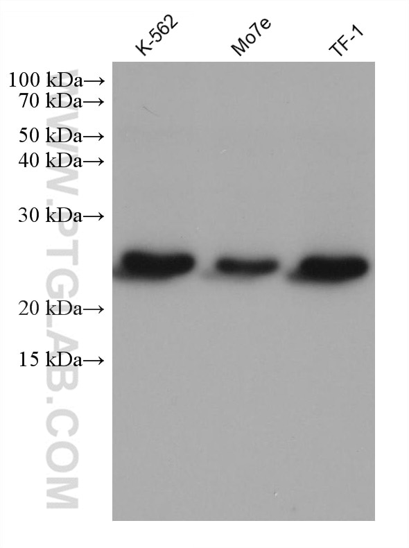 Western Blot (WB) analysis of various lysates using MYL4 Monoclonal antibody (67533-1-Ig)