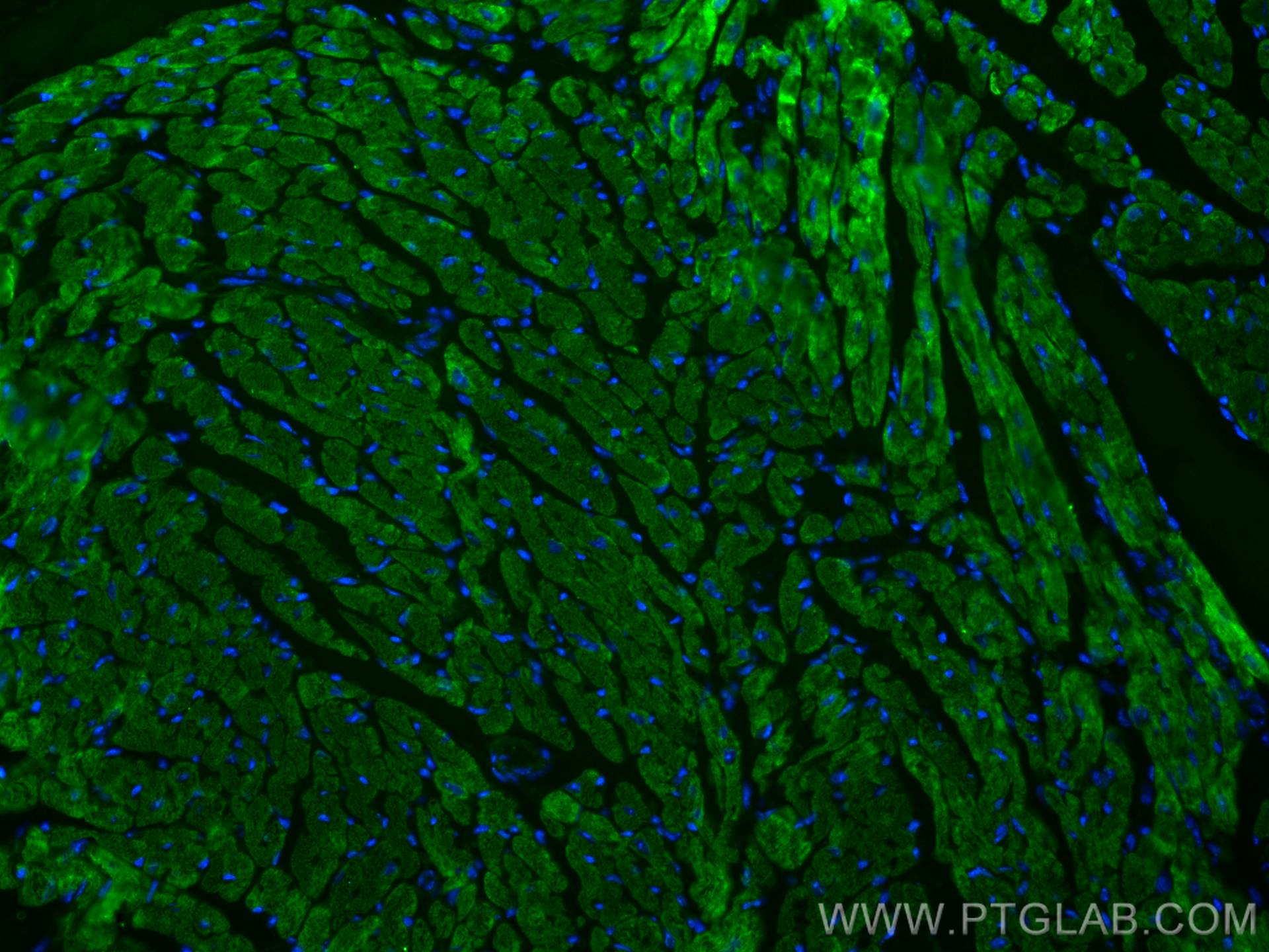 Immunofluorescence (IF) / fluorescent staining of mouse heart tissue using CoraLite® Plus 488-conjugated MYL4 Monoclonal anti (CL488-67533)
