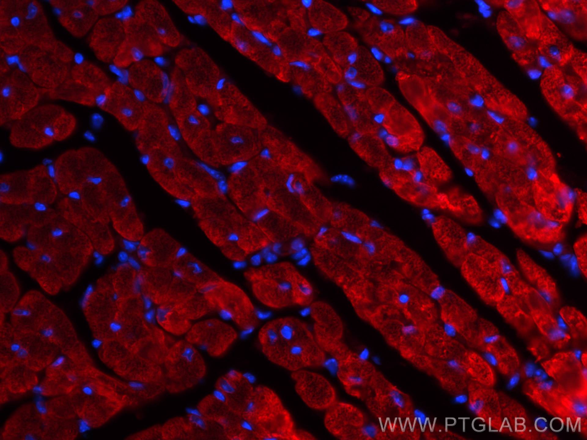 IF Staining of mouse heart using CL594-67533