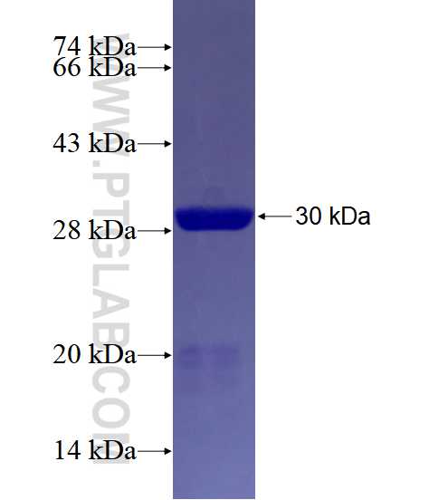 MYL4 fusion protein Ag19244 SDS-PAGE