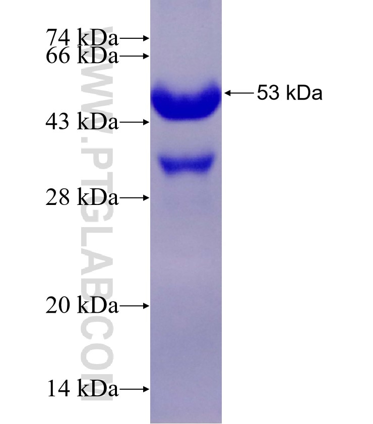 MYL4 fusion protein Ag4031 SDS-PAGE