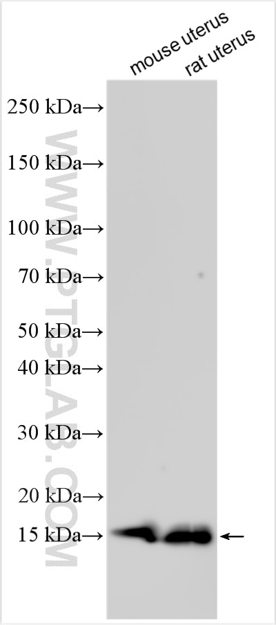 Western Blot (WB) analysis of various lysates using MYL6 Polyclonal antibody (18158-1-AP)