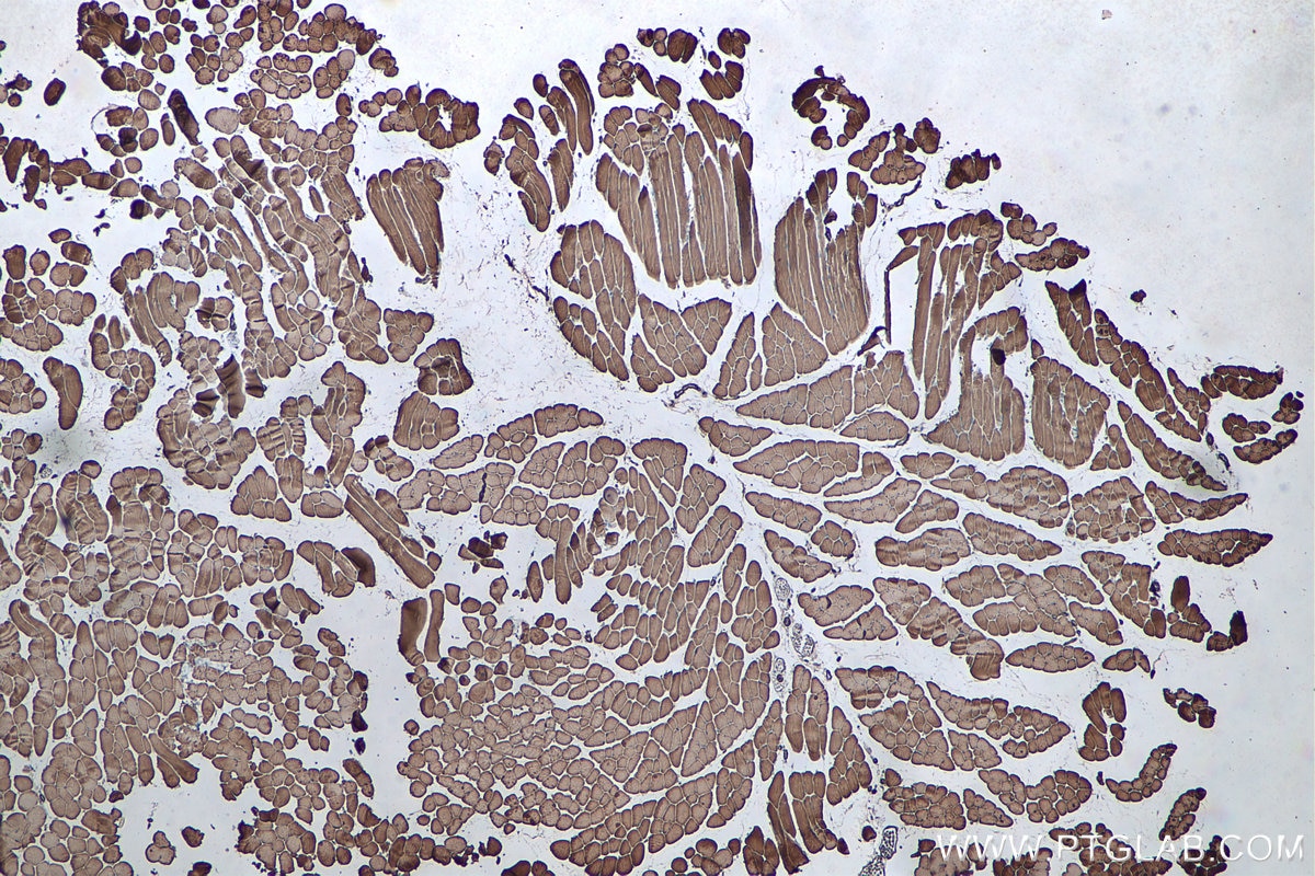 Immunohistochemistry (IHC) staining of mouse skeletal muscle tissue using MYL6 Monoclonal antibody (68142-1-Ig)