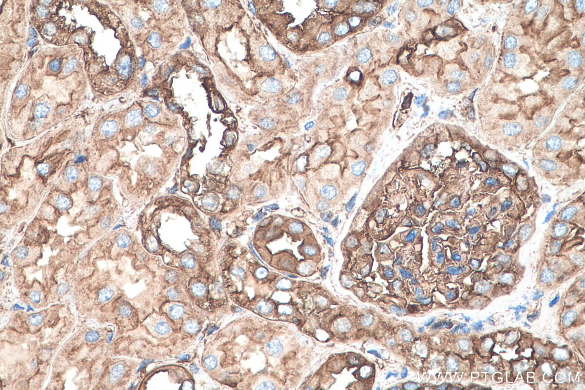 Immunohistochemistry (IHC) staining of human kidney tissue using MYL6 Monoclonal antibody (68142-1-Ig)